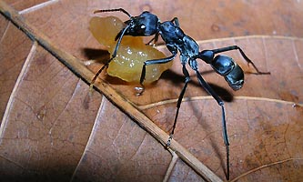 Pachycondyla apicalis avec appat de pomme/miel