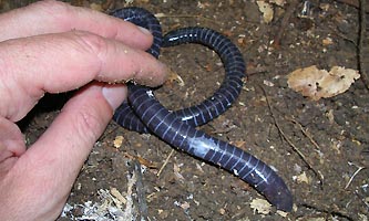 amphibien apode et fouisseur du Brésil