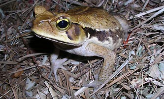 Crapaud du Brésil