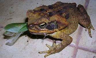 Crapaud dévorant une sauterelle feuille, Petit Saut, Guyane 