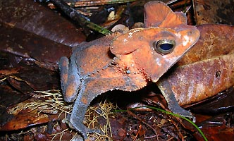 Crapaud à crête de Guyane