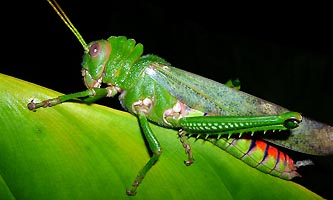 gros criquet de Guyane