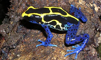 Dendrobates tinctorius, grenouille poison !