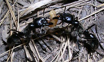 2 dinoponera qudriceps avec appat de pomme/miel