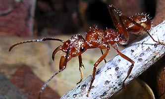 Ectatomma tuberculatum, petit saut, Guyane