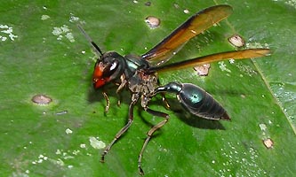 Grosse guêpe de Guyane