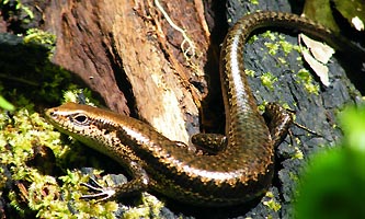 lézard de la forêt guyanaise