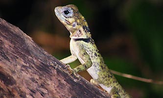 lézard de la forêt guyanaise