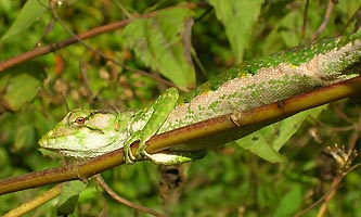 gros lézard vert de Guyane