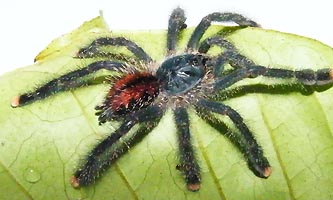 mygale avicularia de Guyane