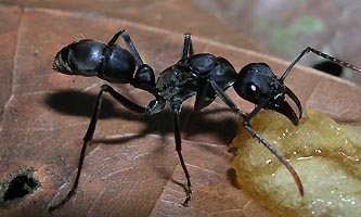 Pachycondyla apicalis avec appat de pomme/miel