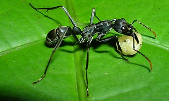 Pachycondyla apicalis avec un appat de pomme/miel