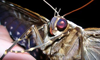 gros plan sur un gros papillon nocture