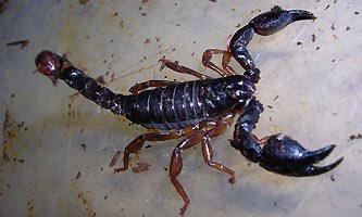 Scorpion