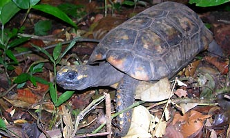 tortue terrestre de guyane