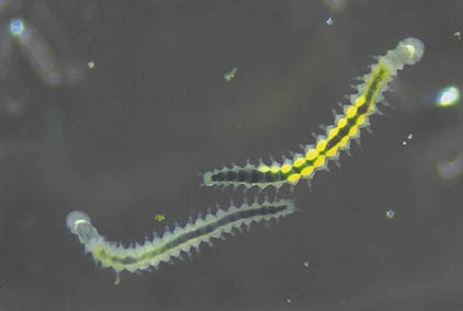 Ophryotrocha diadema